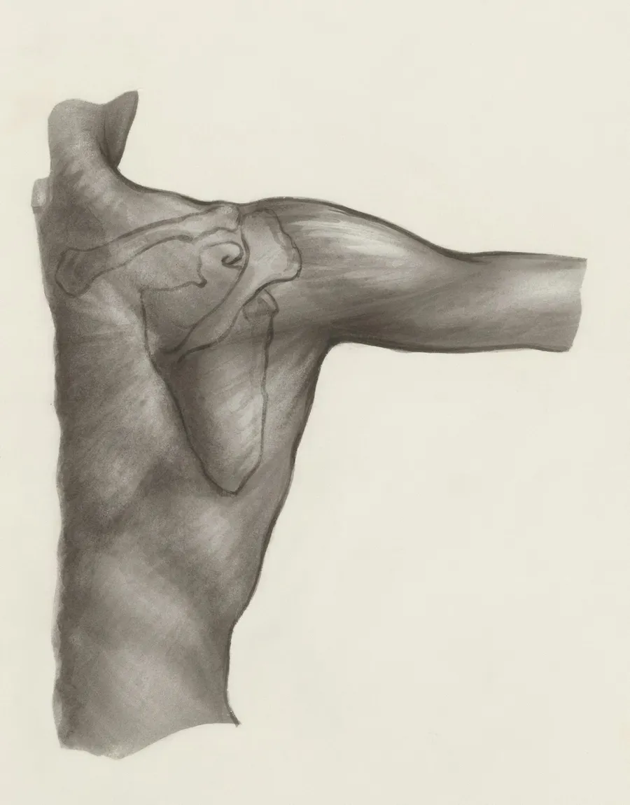 Anatomical illustration of the shoulder joint — scapula, humerus, and glenohumeral articulation